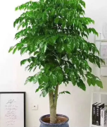 花卉租摆销售，园林绿化、植物养护，鲜花绿植