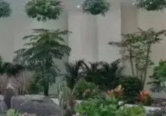 绿植租摆租售、专业养护、开业花篮