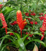 花卉批发，绿植租售，花卉租摆