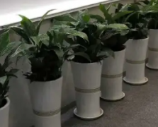 承接绿植租摆，绿植养护，花卉租赁